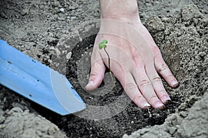 Planting a young tree. The hand of a young guy plants a sapling of a tree