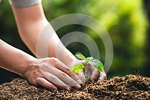 Planting trees growth passion fruit and hand Watering in nature Light and background