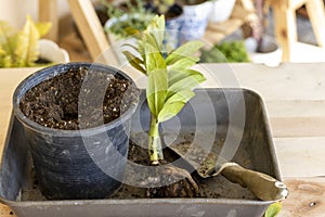 Planting Zamioculcas zamiifolia in a pot