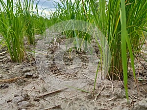 Planting Raining season and water flood