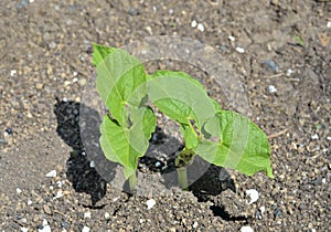 Plantlet of bean photo