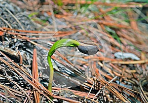 Plantlet of cedar 1