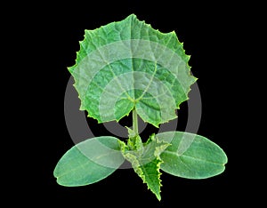 Plantlet of cucumber 5