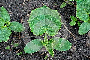 Plantlet of cucumber 1 photo