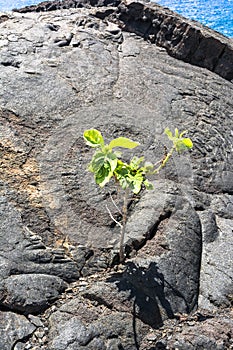 Plantlet on the lava fields in Big Island, Hawaii