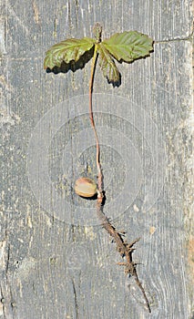 Plantlet of oak 14 photo