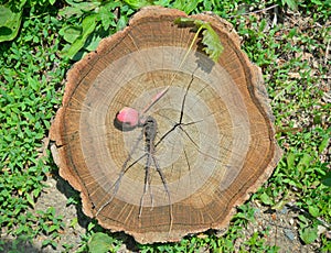 Plantlet of oak 17 photo