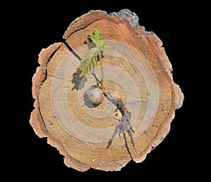 Plantlet of oak 9 photo