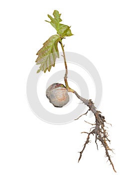Plantlet of oak 23 photo