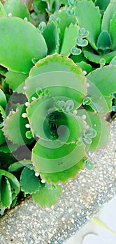 Plantlets that grow on Kalanchoe daigremontiana