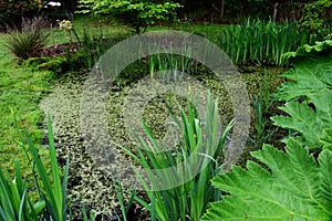 Plantlife on Pond at the Secret Gardens, How Hill, Ludham, Norfolk, England, UK.