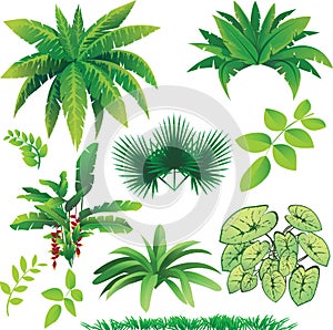 Plants