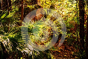 Plants in an abandoned park in the subtropics.