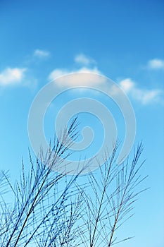 Plants in against cloudy blue sky