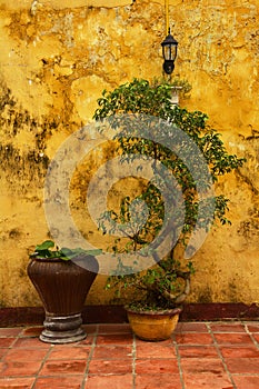 Plants Against Yellow Wall