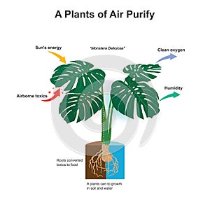 A Plants of Air Purify. Illustration