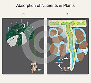 A Plants of Air Purify. Illustration