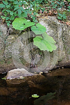 Plants along the Brestova River