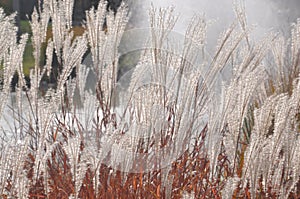 Plants along lake