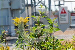 Plants around an electrical substation