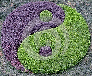 Plants Arranged into the Symbol of Taiji photo