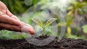 The plants as well as water the seedlings with a natural green background