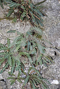 Asplenium ceterach, fern