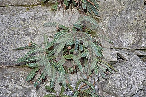 Asplenium ceterach, fern