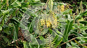 Plants of the Azores-hedychium gardnerianum.