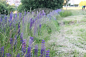 Plants background.