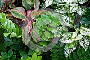 plants background calathea variegated close up