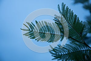 Plants in the background illuminate the leaves to the lumen. Outline of a plant on a blue background. The abstraction