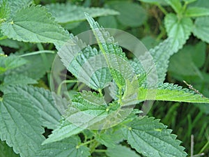 Plants background - Nettle