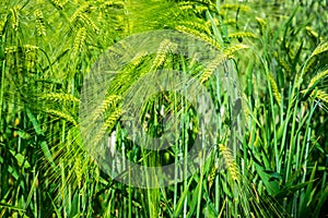 Plants of barley hordeum polisticum cereal