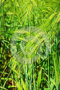 Plants of barley hordeum polisticum cereal