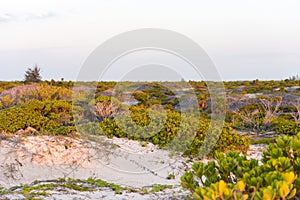 Plants on the beach of island of Cayo Largo, Cuba. Copy space for text.