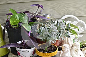 Plants photo