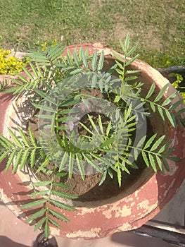 The plants is a beautiful in the paut in India country