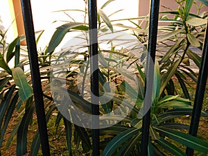 Plants behind bars.