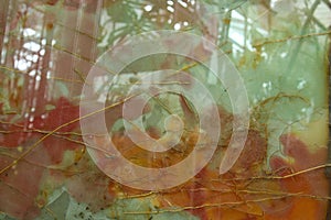 Plants behind colored frosted glass reflecting greenhouse plants