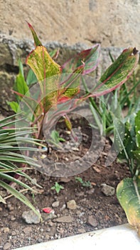 plants behind the house that can provide coolness and beauty