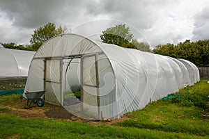 Plants being grown inside a polytunnel