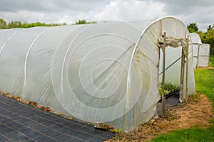 Plants being grown inside a polytunnel