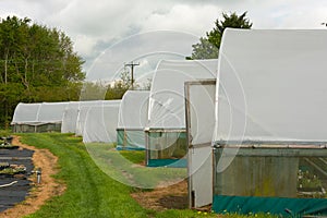 Plants being grown inside a polytunnel