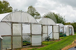 Plants being grown inside a polytunnel