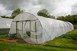 Plants being grown inside a polytunnel photo