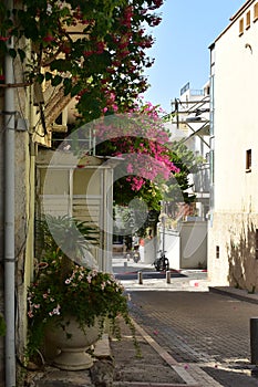 Plants blooming city scape of Florentin Tel Aviv Israel