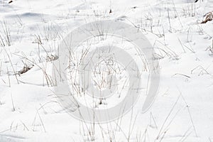 Plants blooming through the white fresh snow