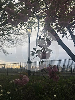 Plants Blossoming during Sunset in Spring in Central Park in Manhattan, New York, NY.