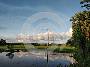 Plants and blue skies with vast green fields.